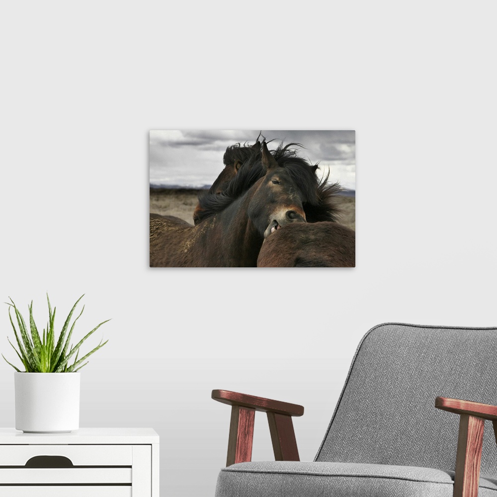 A modern room featuring Two wild Icelandic ponies groom each other in a show of mutual affection.