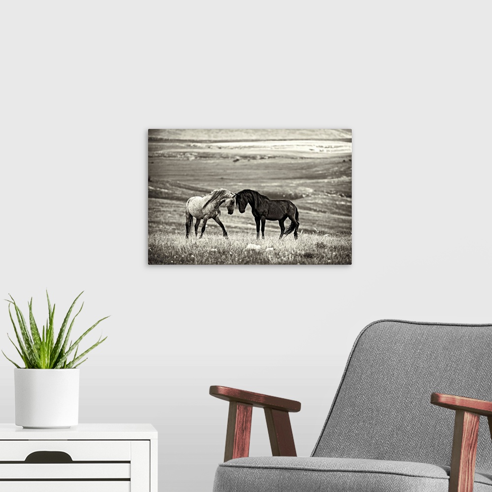 A modern room featuring A black and white photograph of two wild horses meeting face to face.