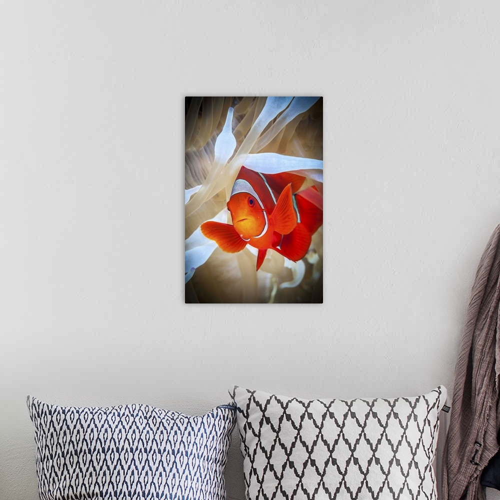 A bohemian room featuring Clownfish in white anemone in Kimbe Bay.