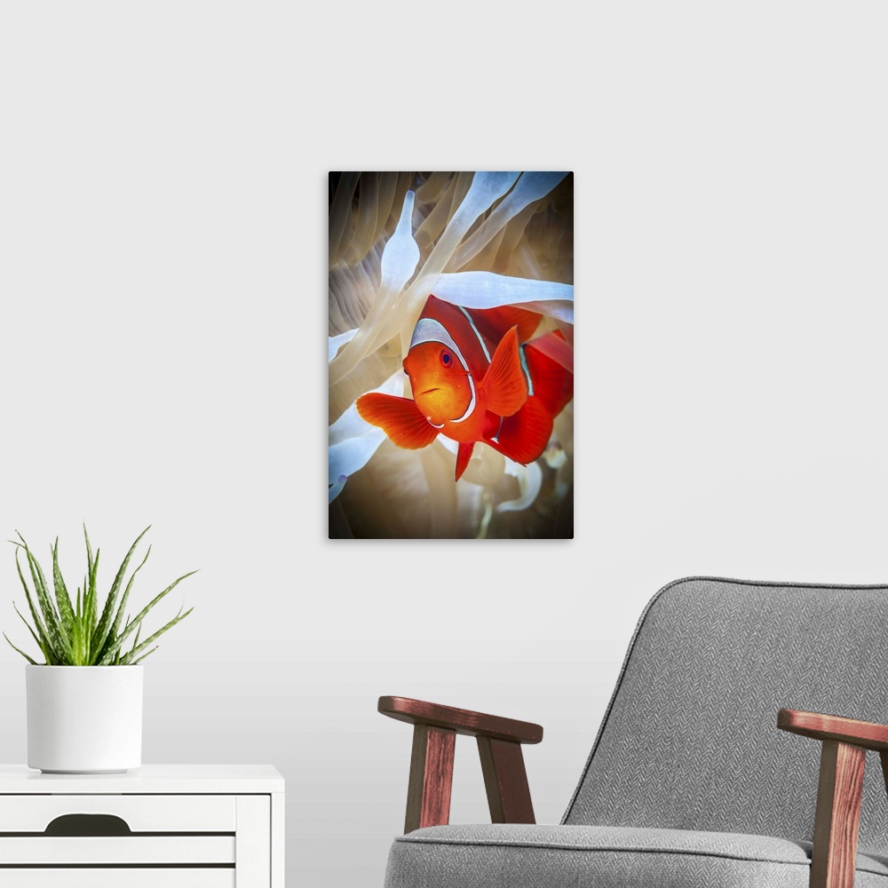 A modern room featuring Clownfish in white anemone in Kimbe Bay.