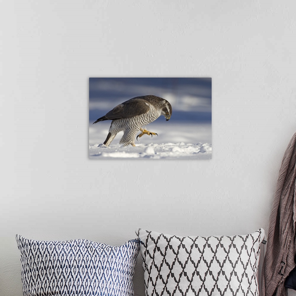A bohemian room featuring A large Goshawk looks intensely at something in the snow, with talons extended.