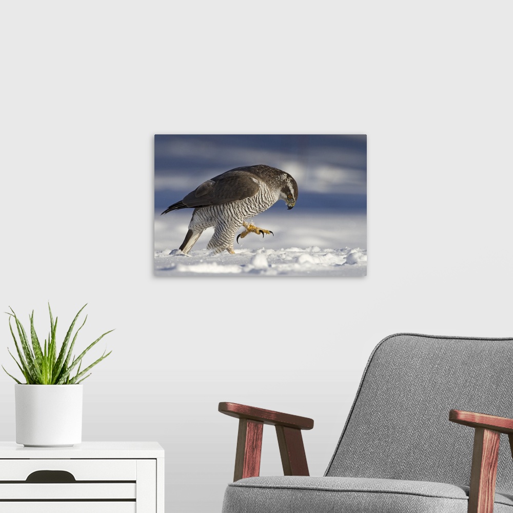 A modern room featuring A large Goshawk looks intensely at something in the snow, with talons extended.