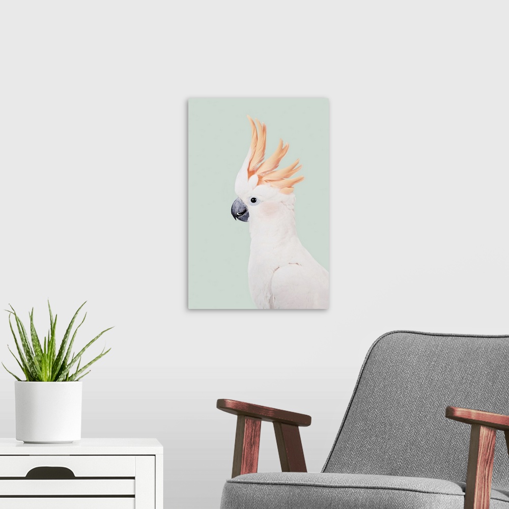 A modern room featuring Sulphur-crested Cockatoo, Cacatua galerita, isolated over white background