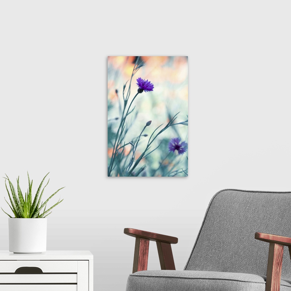 A modern room featuring Vibrant purple wildflowers blooming in a meadow.