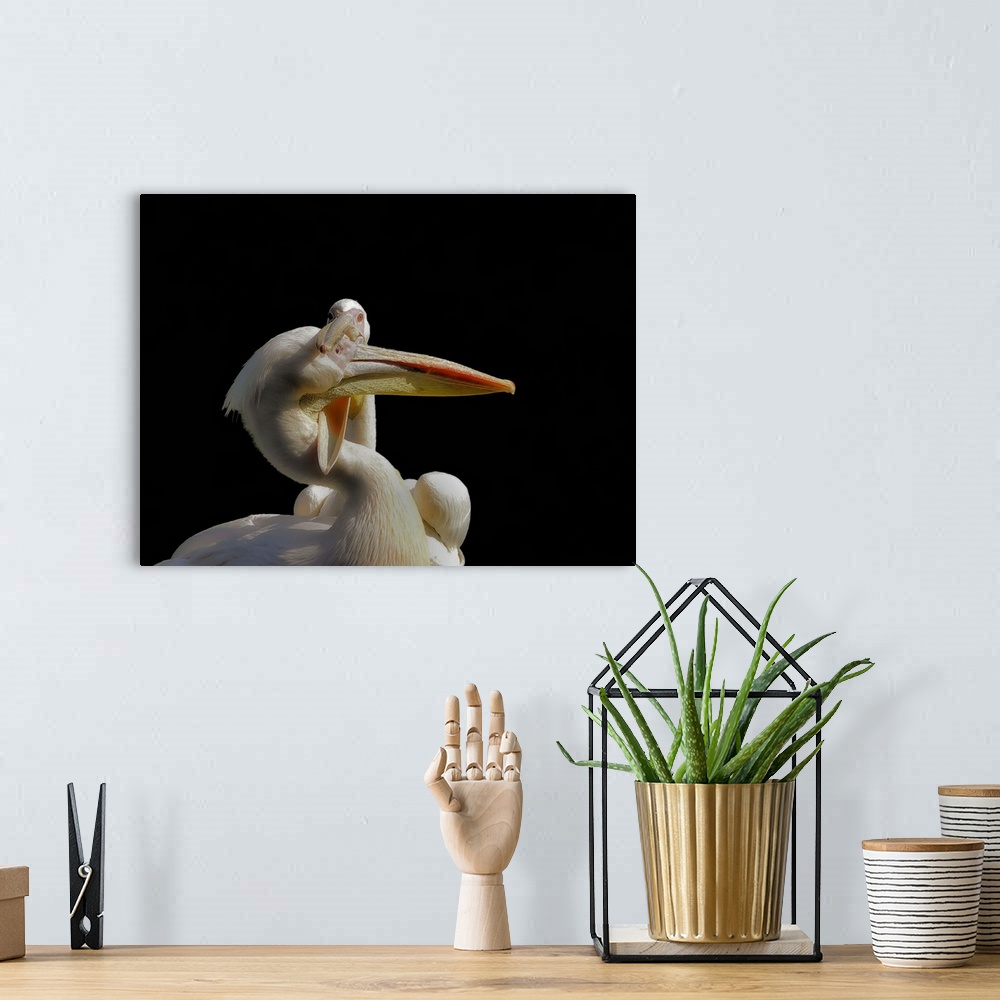 A bohemian room featuring Two pelicans showing affection with their beaks.