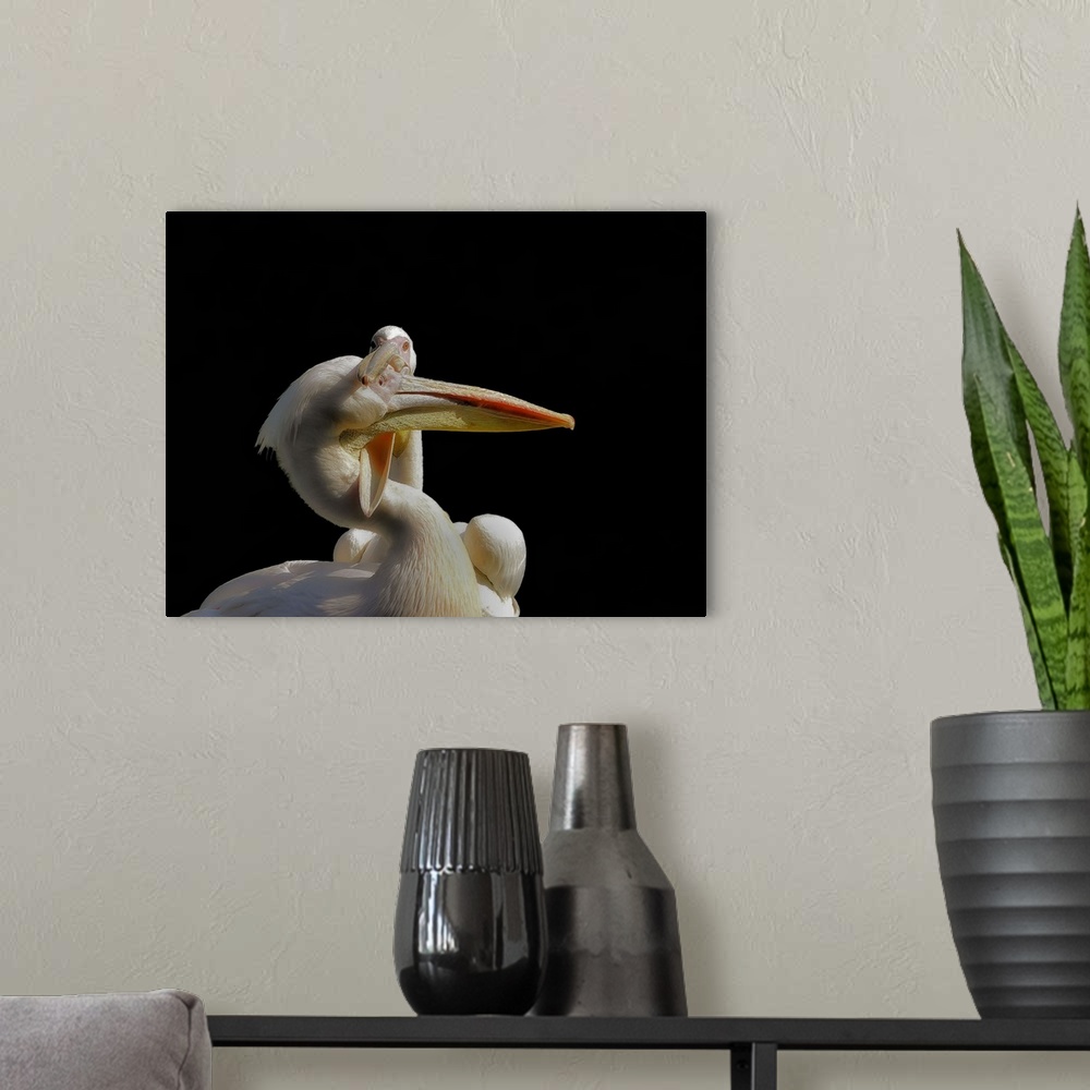 A modern room featuring Two pelicans showing affection with their beaks.