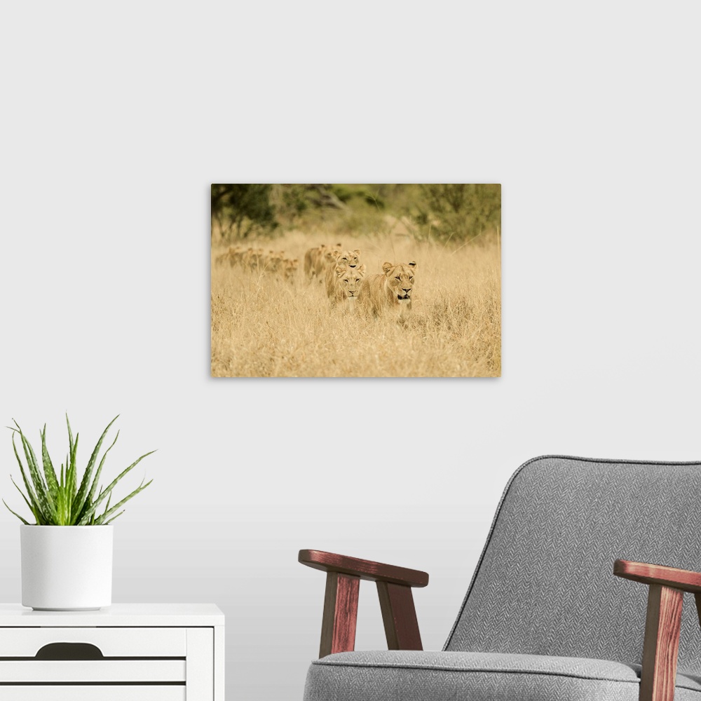 A modern room featuring A group of lions stalking prey in tall grass in Africa.
