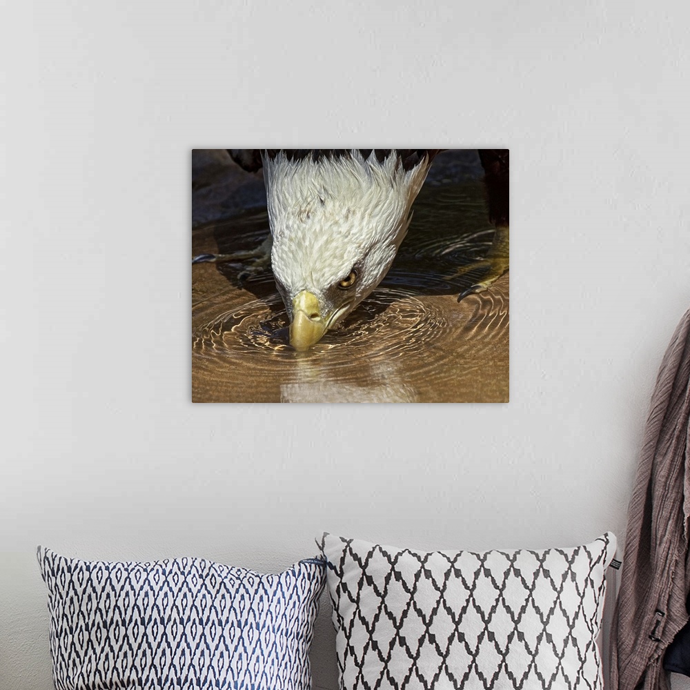 A bohemian room featuring A bald eagle in shallow water bends down to take a drink.