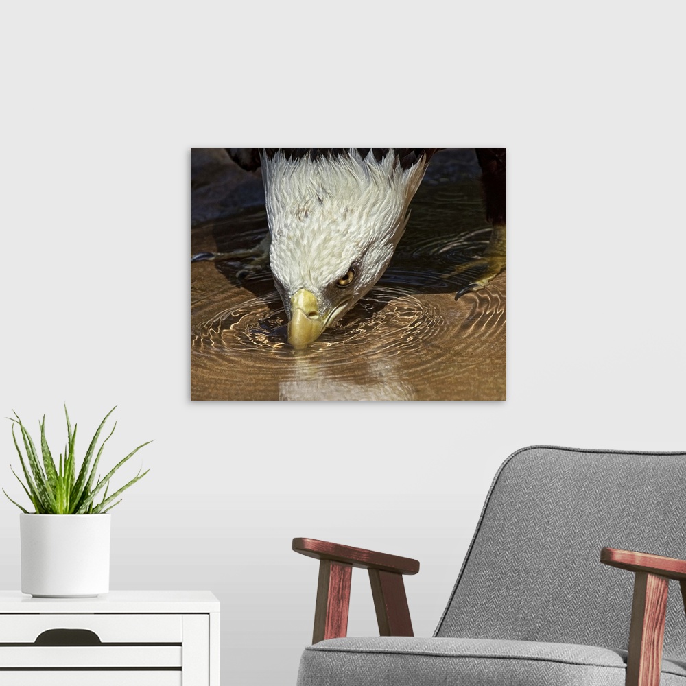 A modern room featuring A bald eagle in shallow water bends down to take a drink.