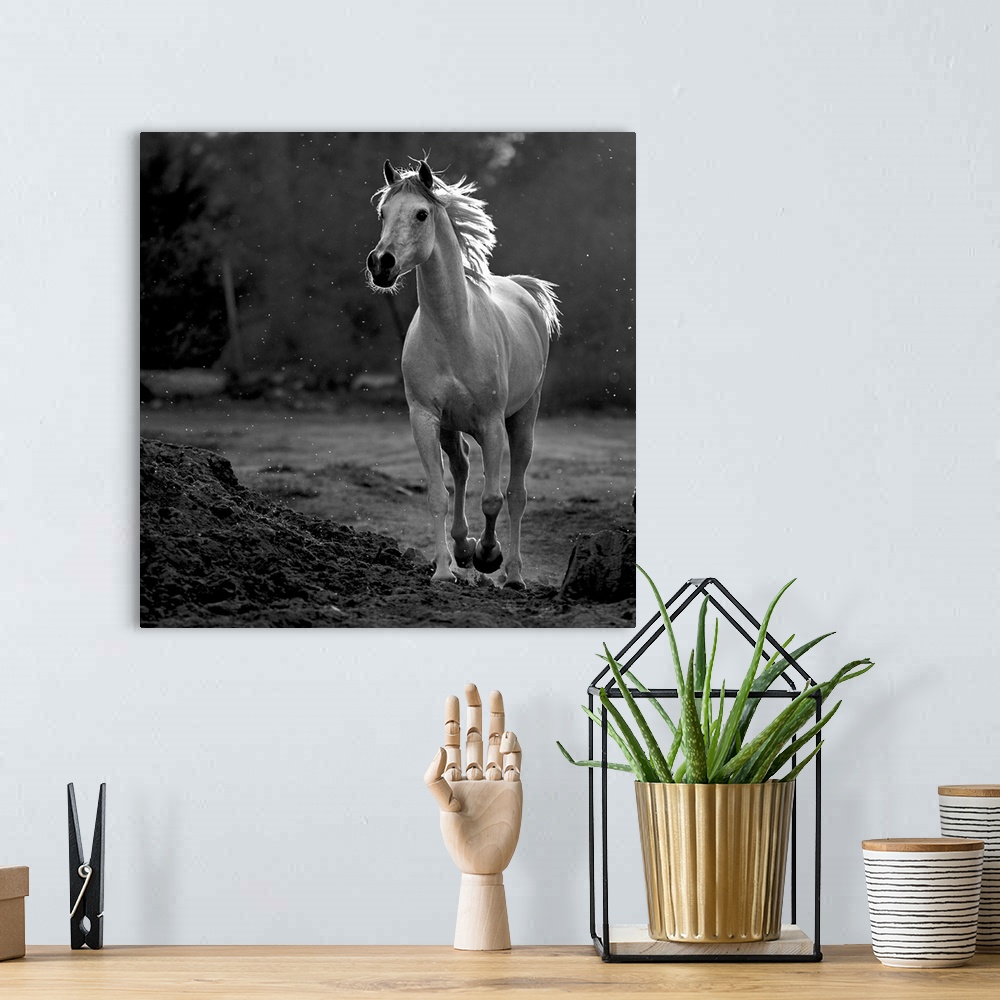 A bohemian room featuring A black and white photograph of a horse in a trot.