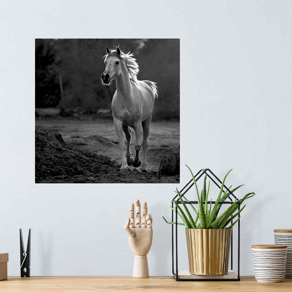 A bohemian room featuring A black and white photograph of a horse in a trot.