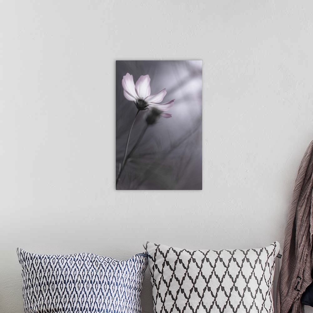 A bohemian room featuring A pale-colored flower against a grey background in autumn.