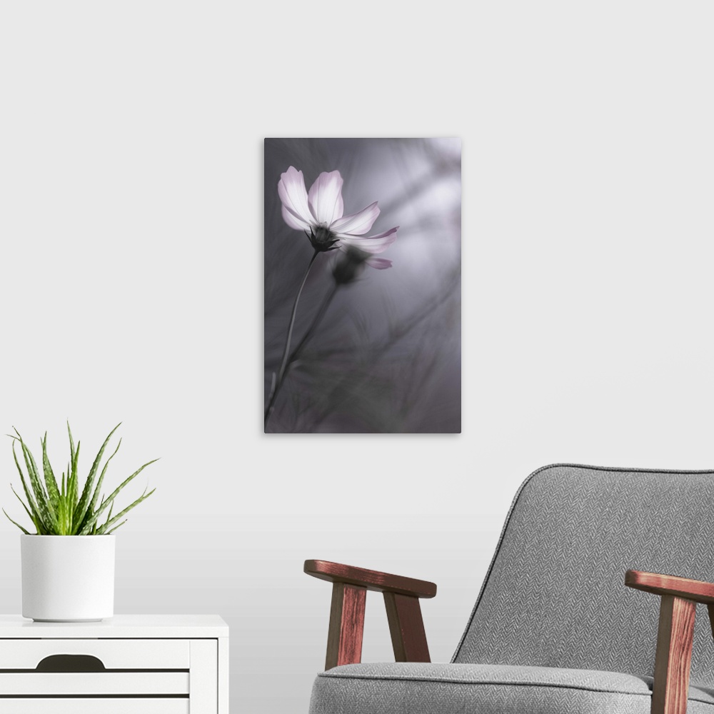 A modern room featuring A pale-colored flower against a grey background in autumn.