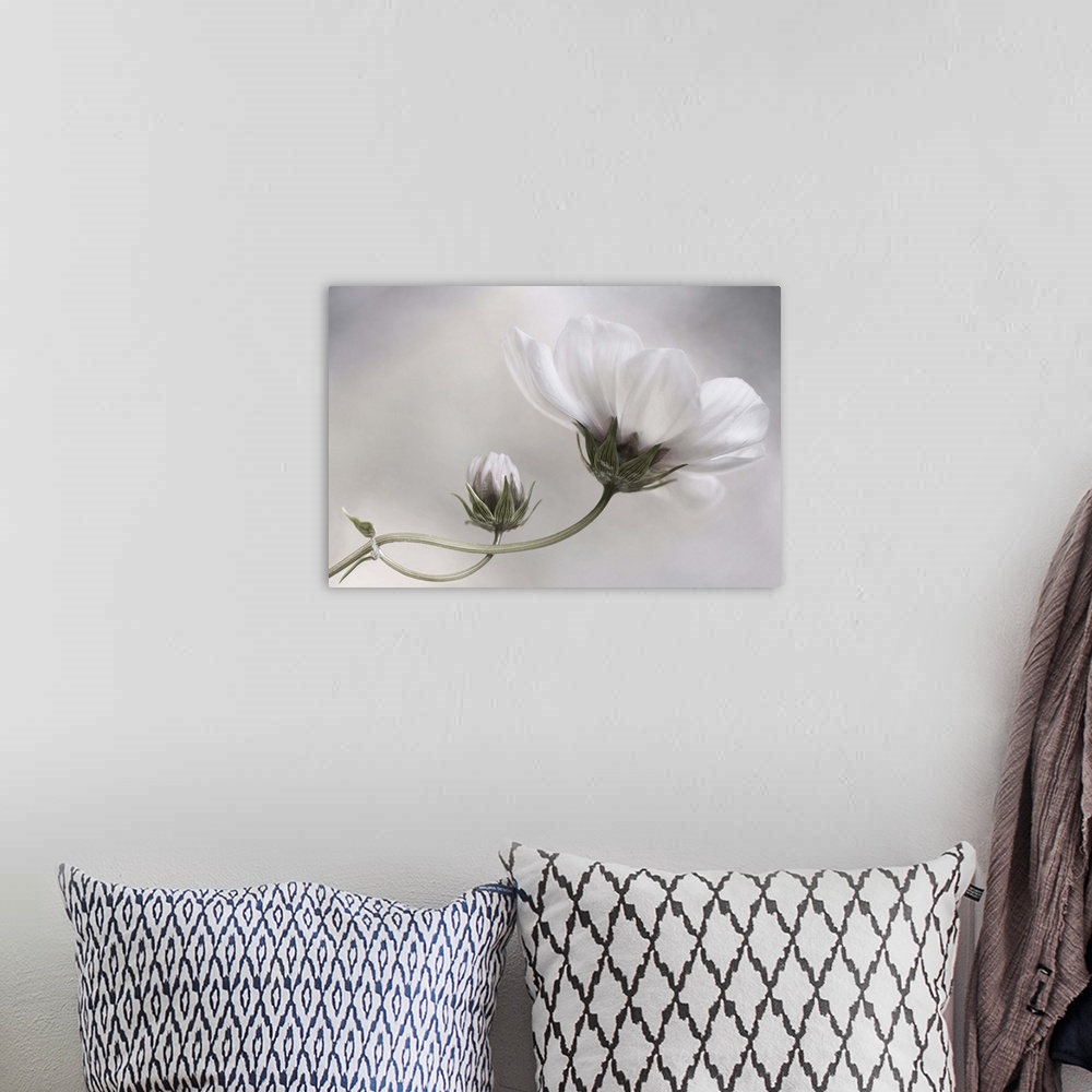 A bohemian room featuring White bud and bloom of a cosmos flower.