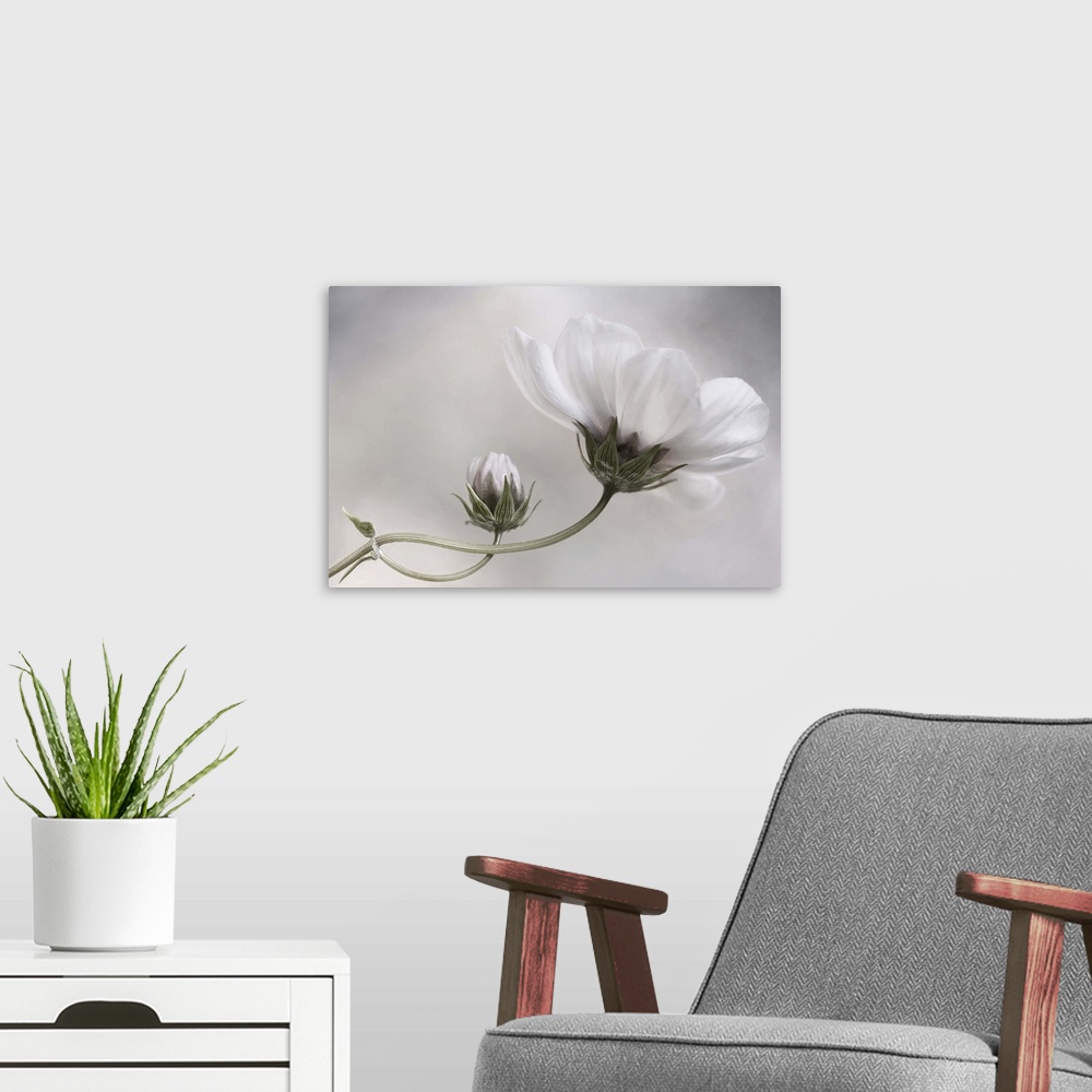 A modern room featuring White bud and bloom of a cosmos flower.