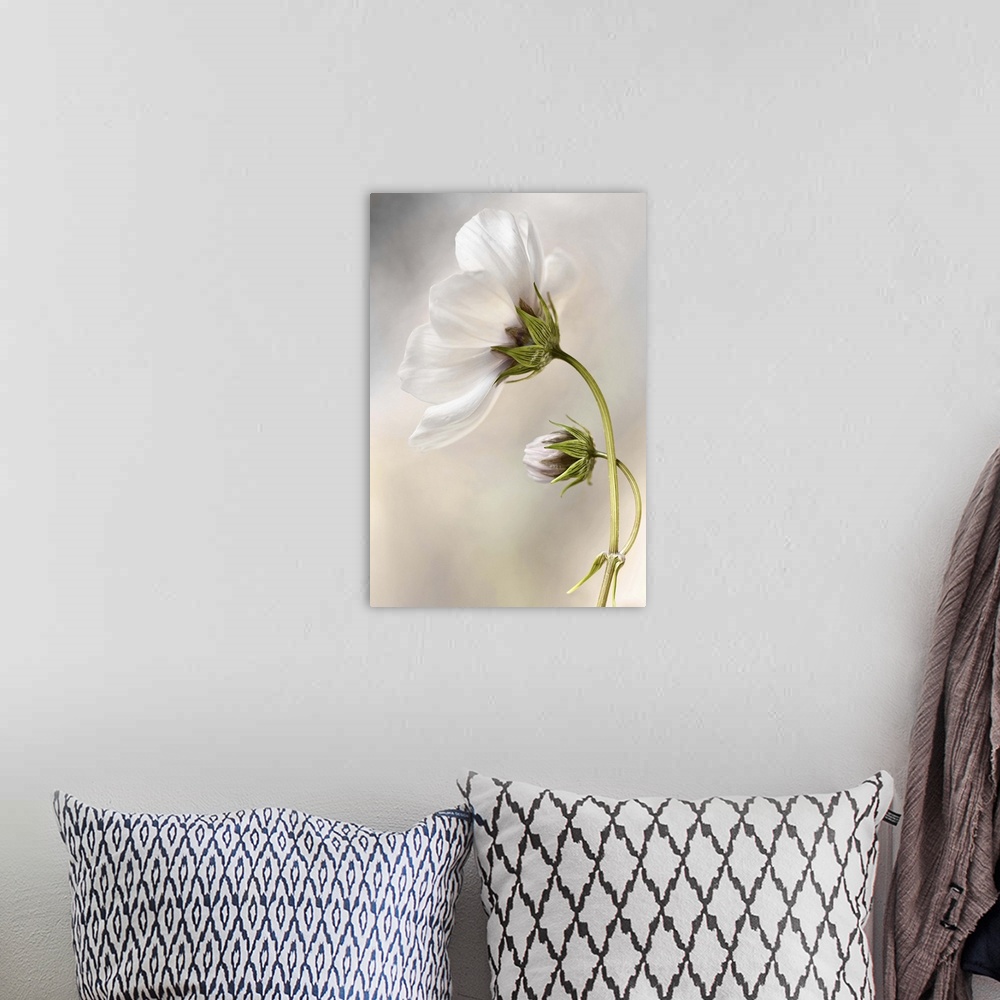 A bohemian room featuring Close-up of a white flower against a blurred background.