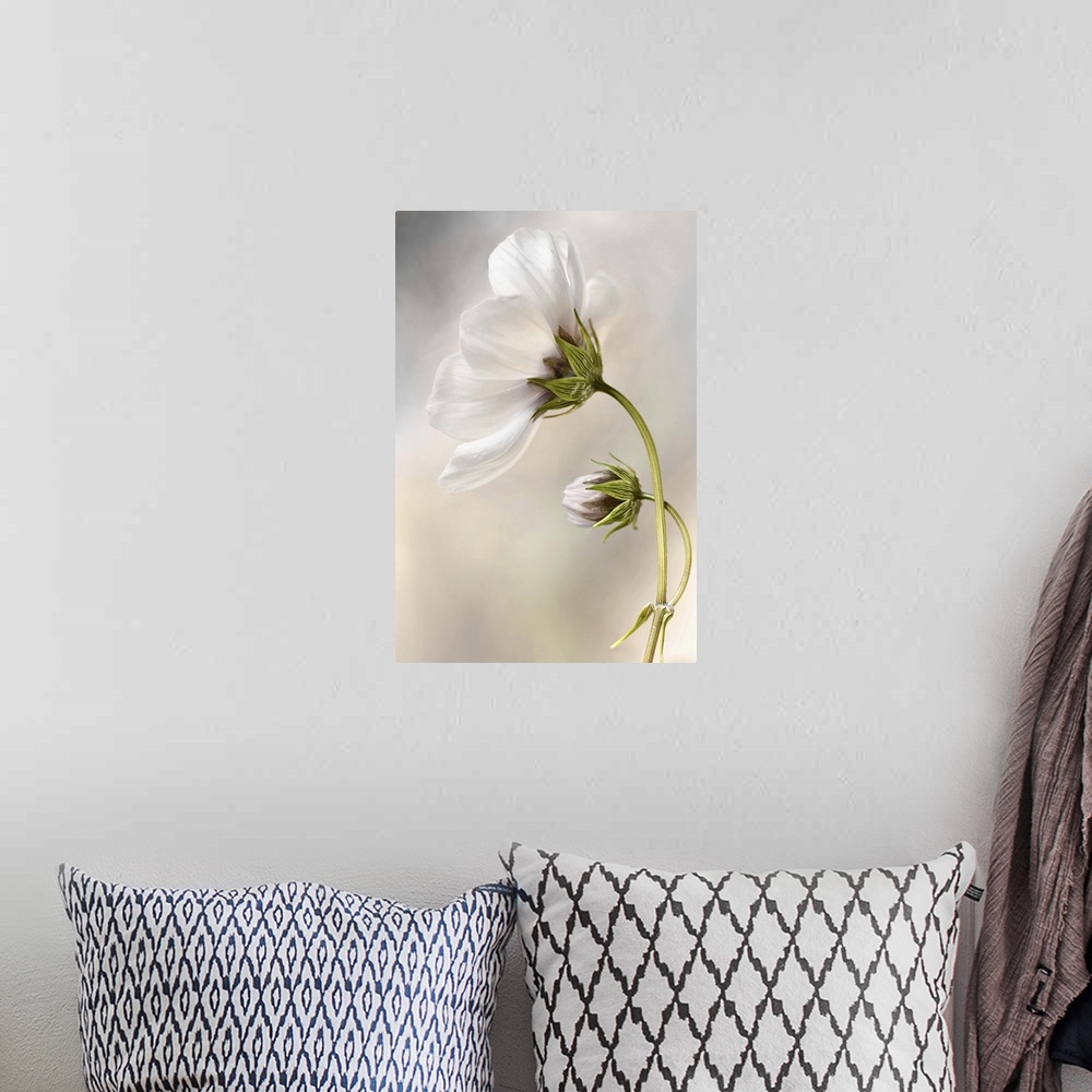 A bohemian room featuring Close-up of a white flower against a blurred background.