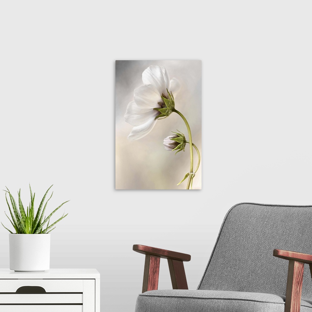 A modern room featuring Close-up of a white flower against a blurred background.