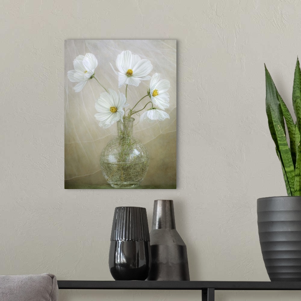 A modern room featuring Five white cosmos arranged in a glass vase.