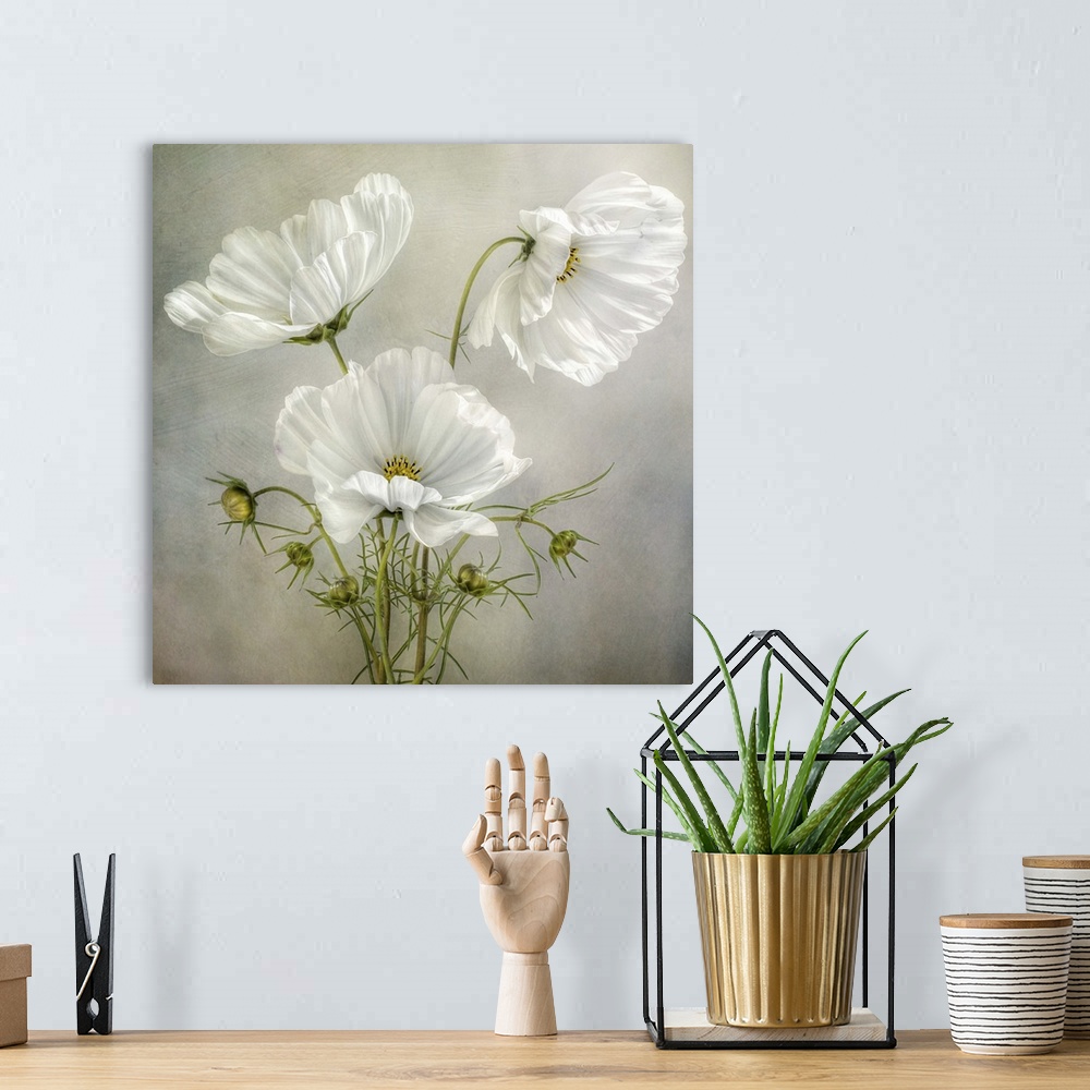 A bohemian room featuring Three white Cosmos flowers  on a textured background.