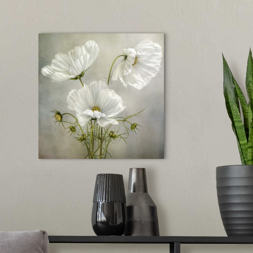 A modern room featuring Three white Cosmos flowers  on a textured background.
