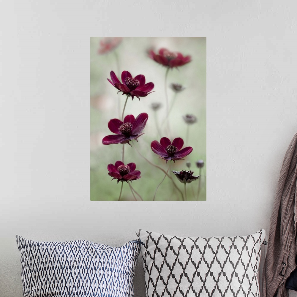 A bohemian room featuring Dark maroon-colored cosmos flowers on a pale green background.