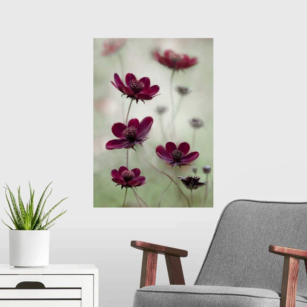 A modern room featuring Dark maroon-colored cosmos flowers on a pale green background.