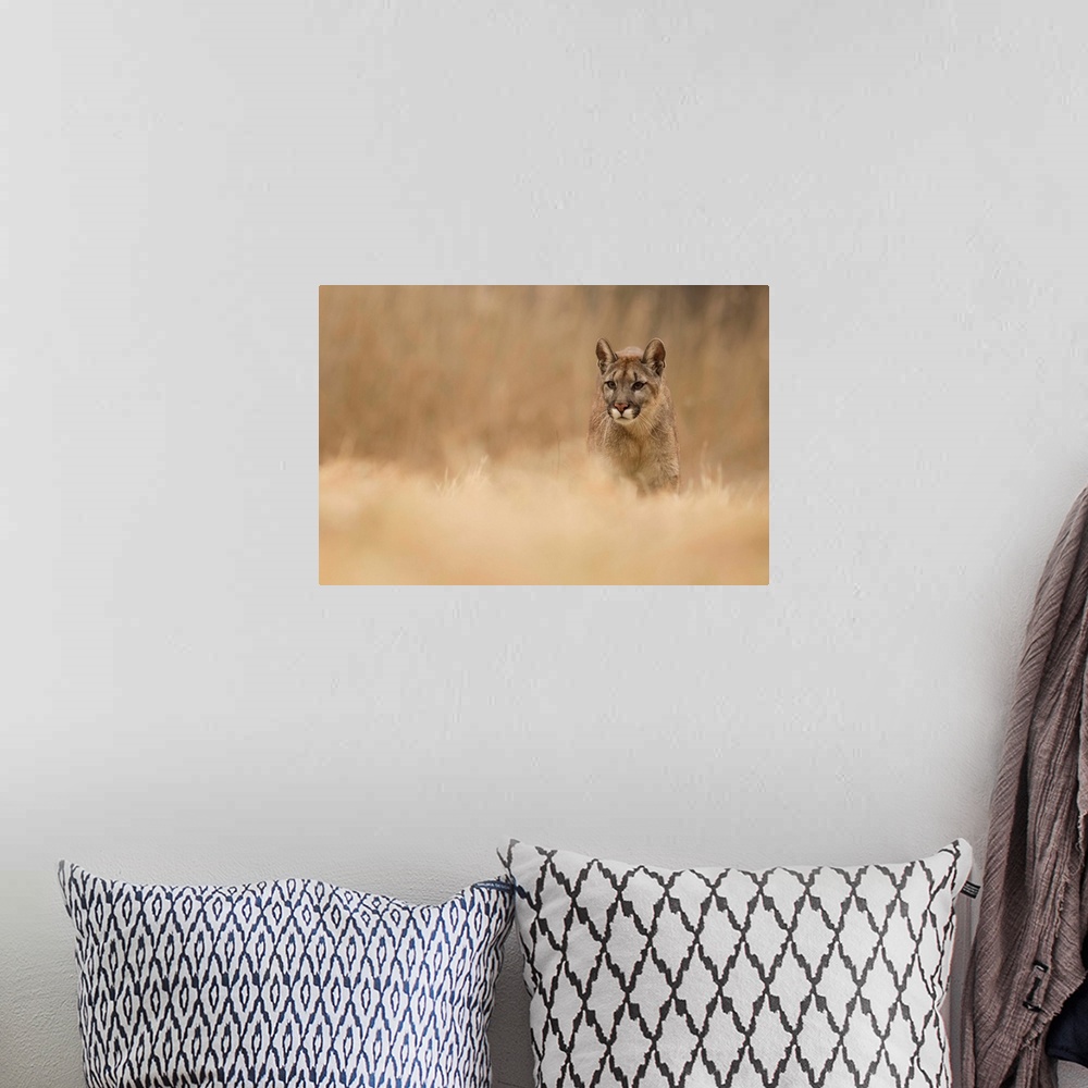 A bohemian room featuring Wildlife photograph of a cougar on the go with a shallow depth of field.