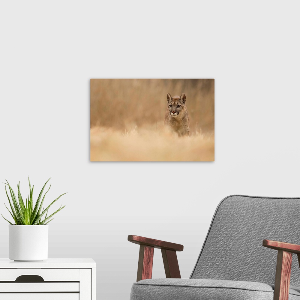 A modern room featuring Wildlife photograph of a cougar on the go with a shallow depth of field.