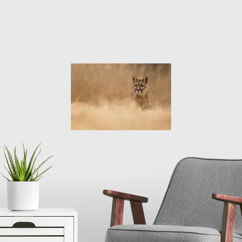 A modern room featuring Wildlife photograph of a cougar on the go with a shallow depth of field.
