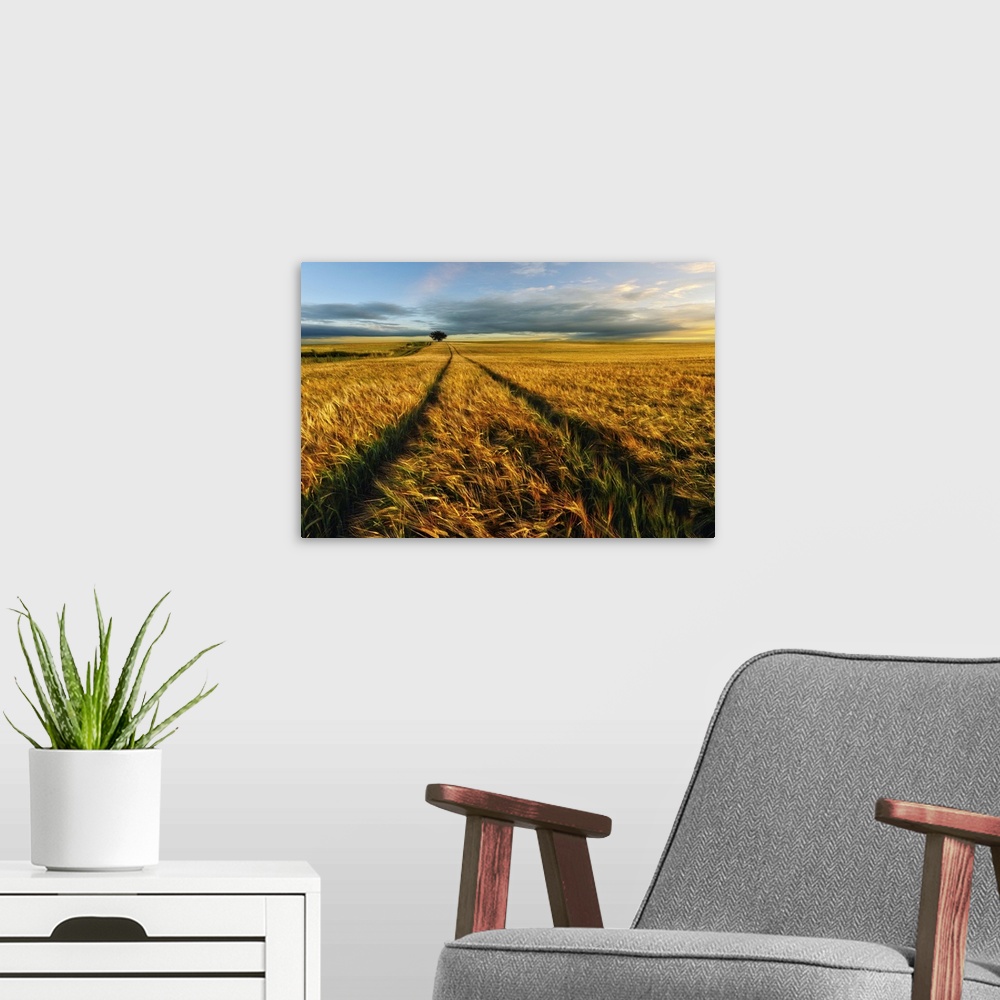 A modern room featuring Paths through a wheat field in the early evening, Lower Silesia, Poland.