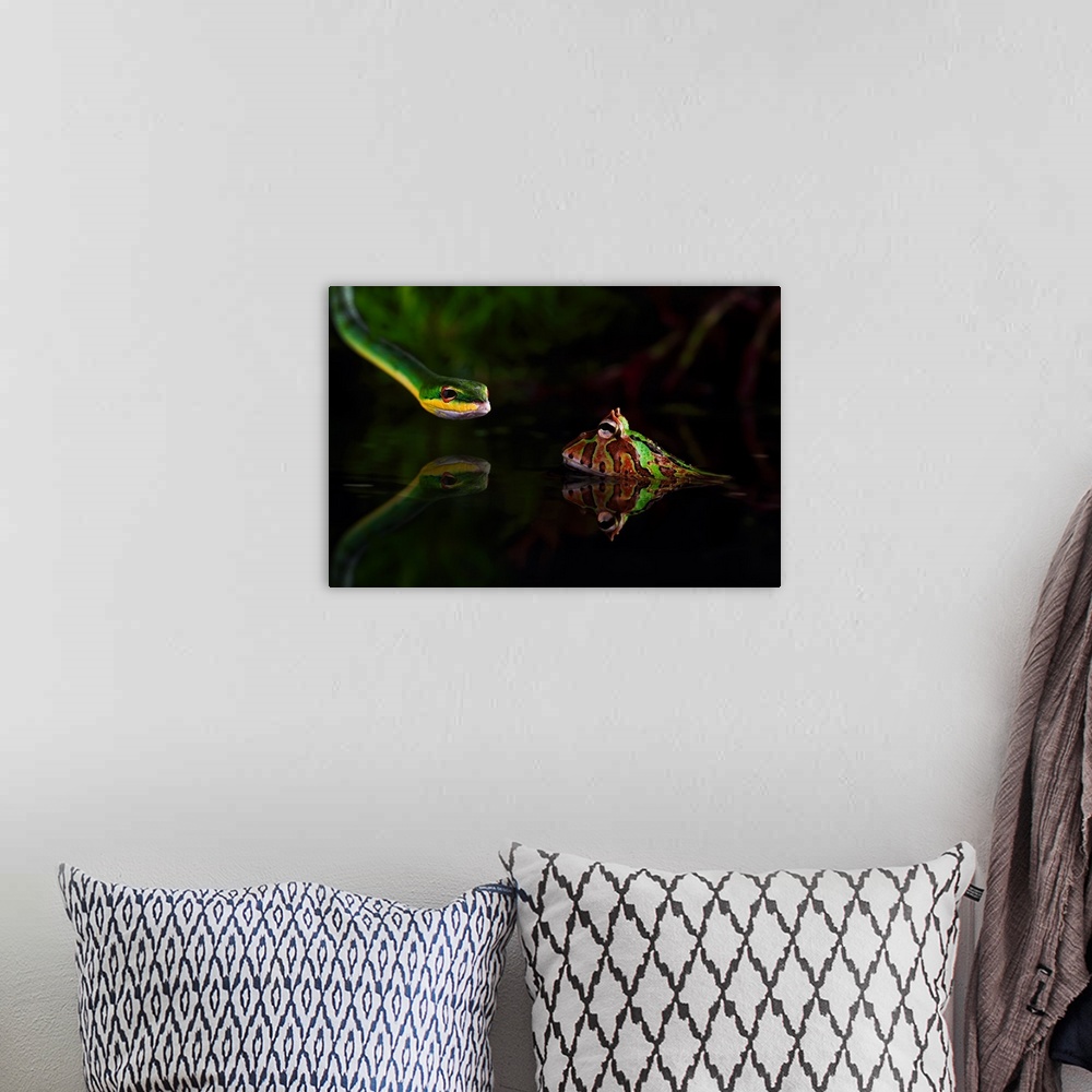 A bohemian room featuring Green snake staring at a spotted frog sitting in shallow water.