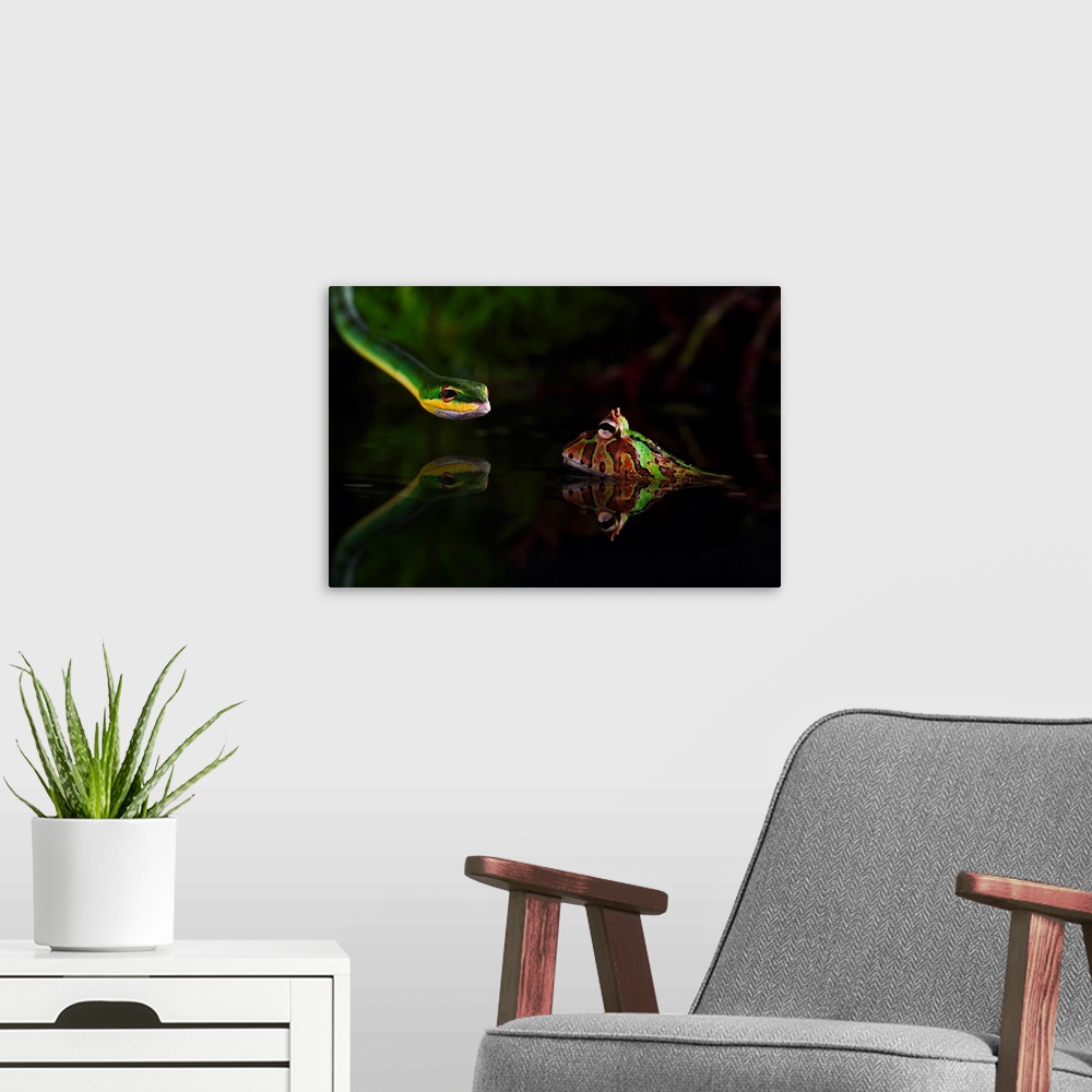 A modern room featuring Green snake staring at a spotted frog sitting in shallow water.