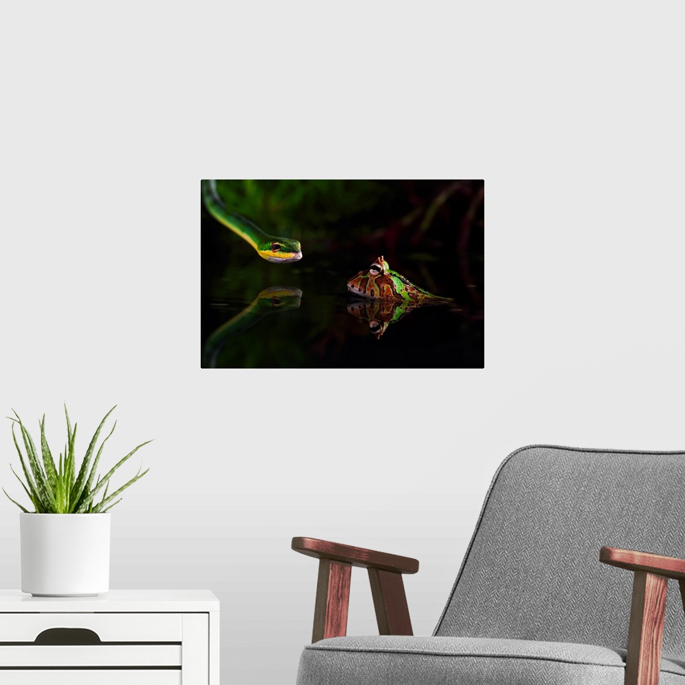 A modern room featuring Green snake staring at a spotted frog sitting in shallow water.