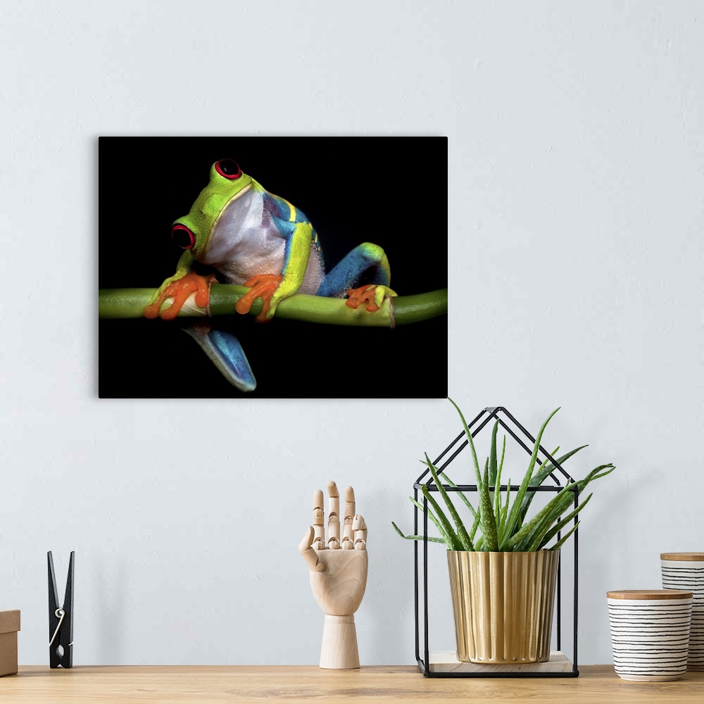 A bohemian room featuring A red-eyed tree frog tilting its head with a curious expression.