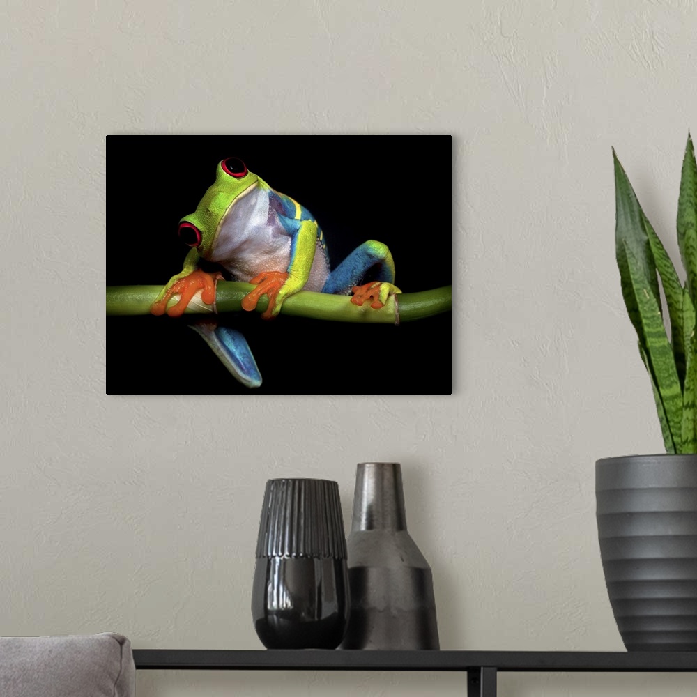 A modern room featuring A red-eyed tree frog tilting its head with a curious expression.