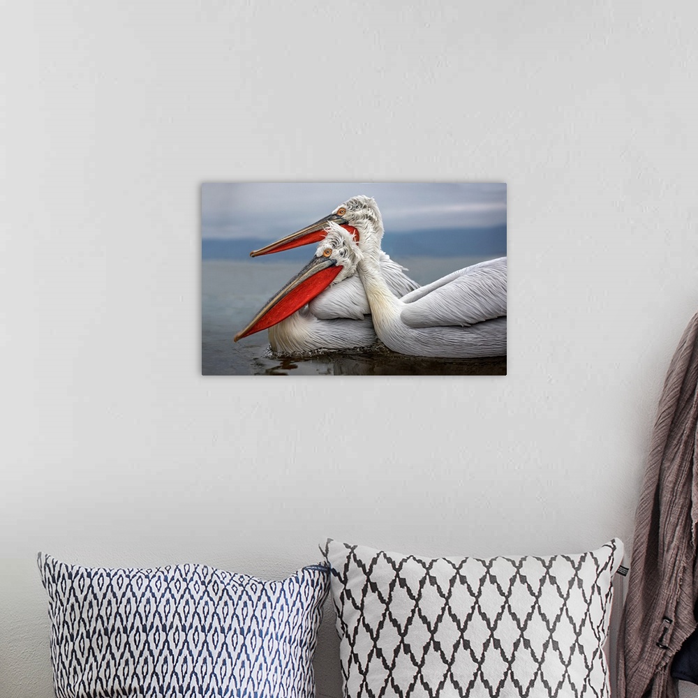 A bohemian room featuring Dalmatian Pelicans