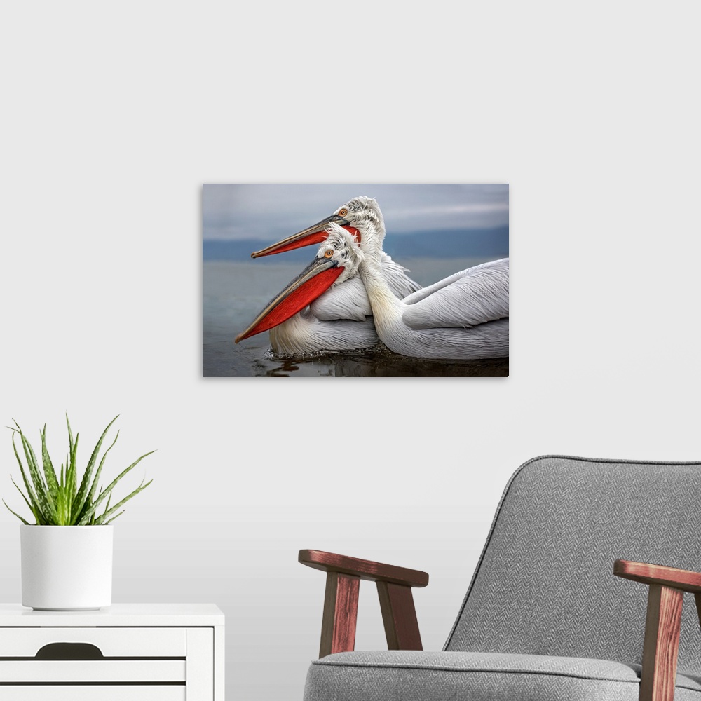A modern room featuring Dalmatian Pelicans