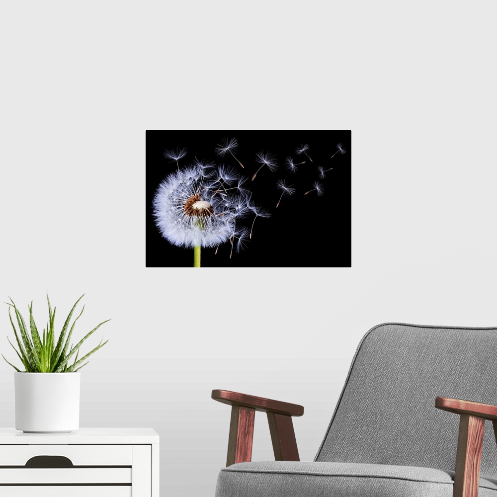 A modern room featuring Dandelion Blowing