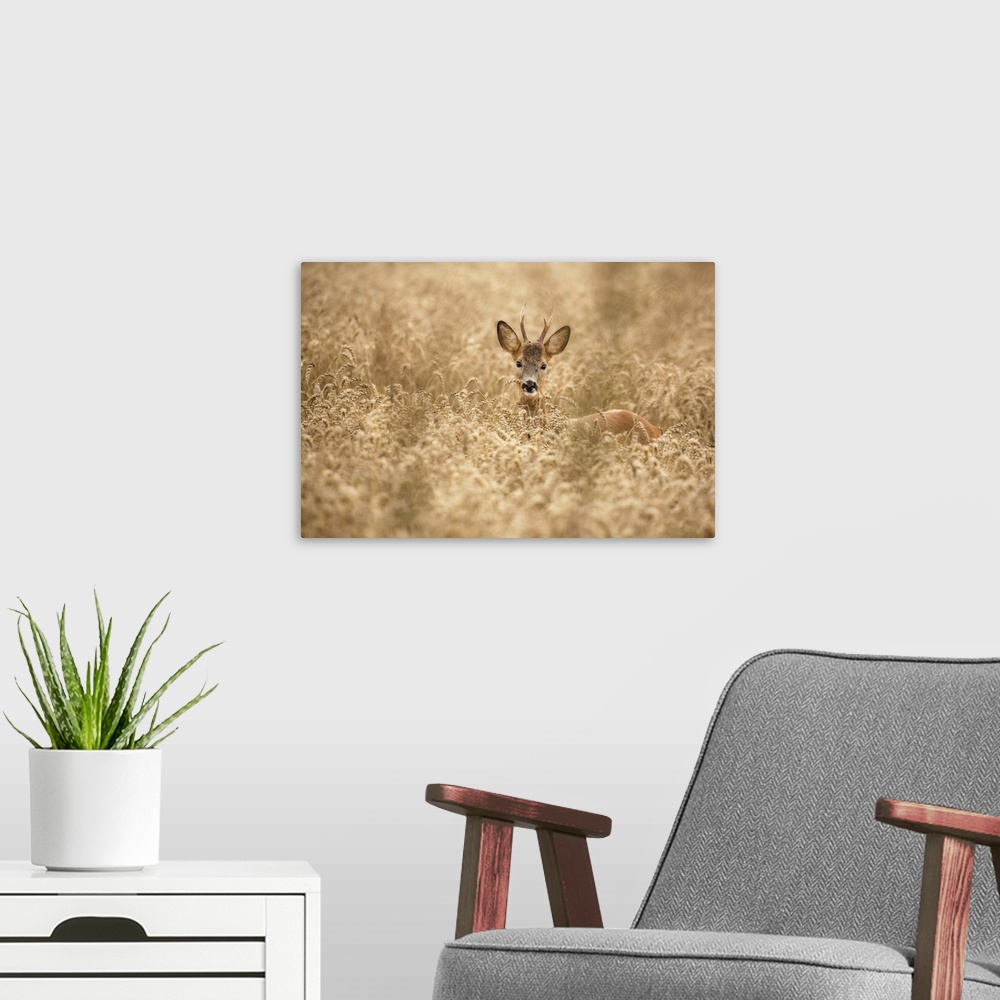 A modern room featuring Deer In The Field