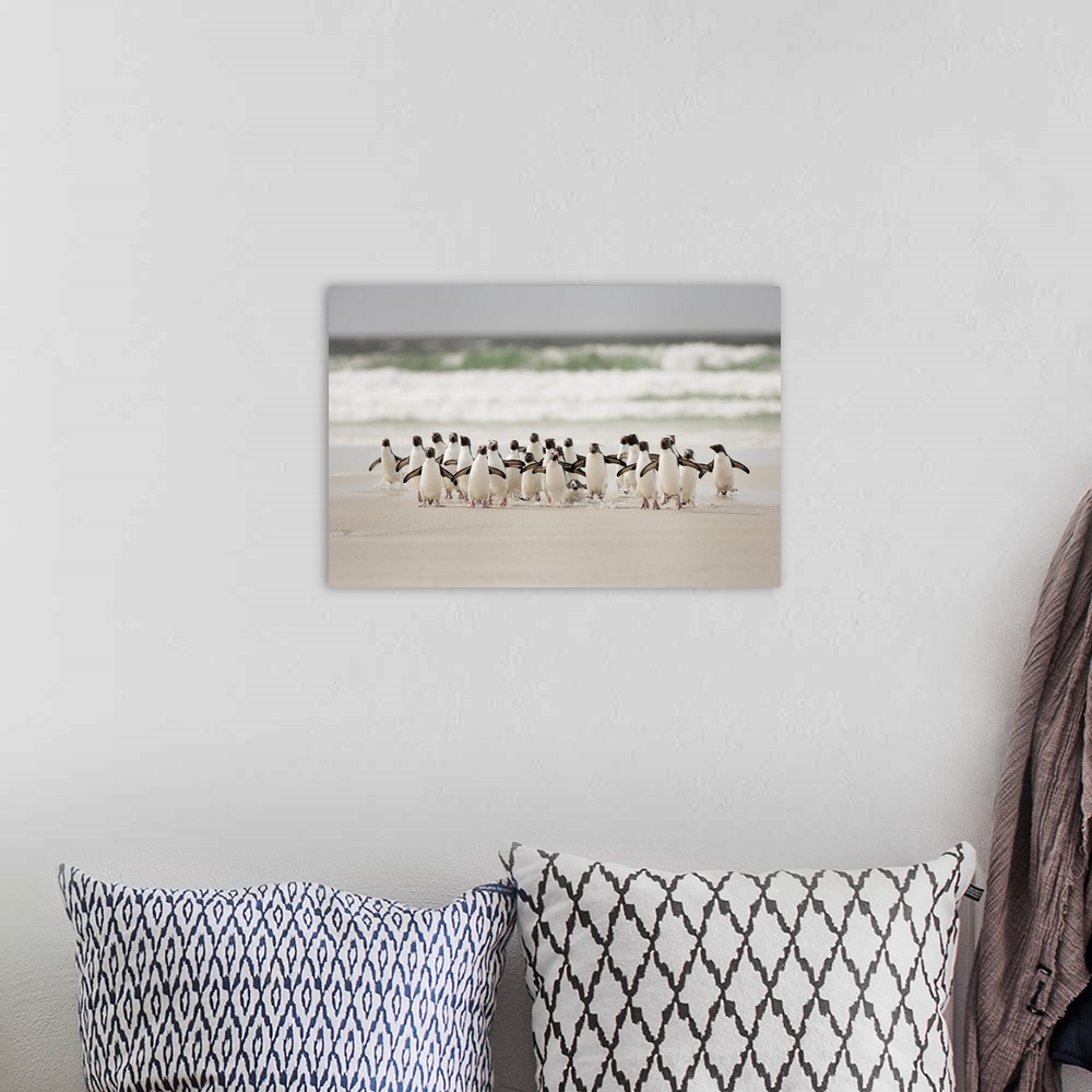 A bohemian room featuring A photograph of a waddle (bunch) of penguins making their way away from the crashing ocean waves.