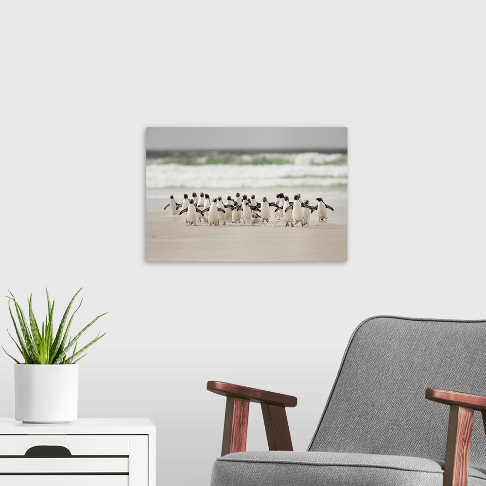 A modern room featuring A photograph of a waddle (bunch) of penguins making their way away from the crashing ocean waves.