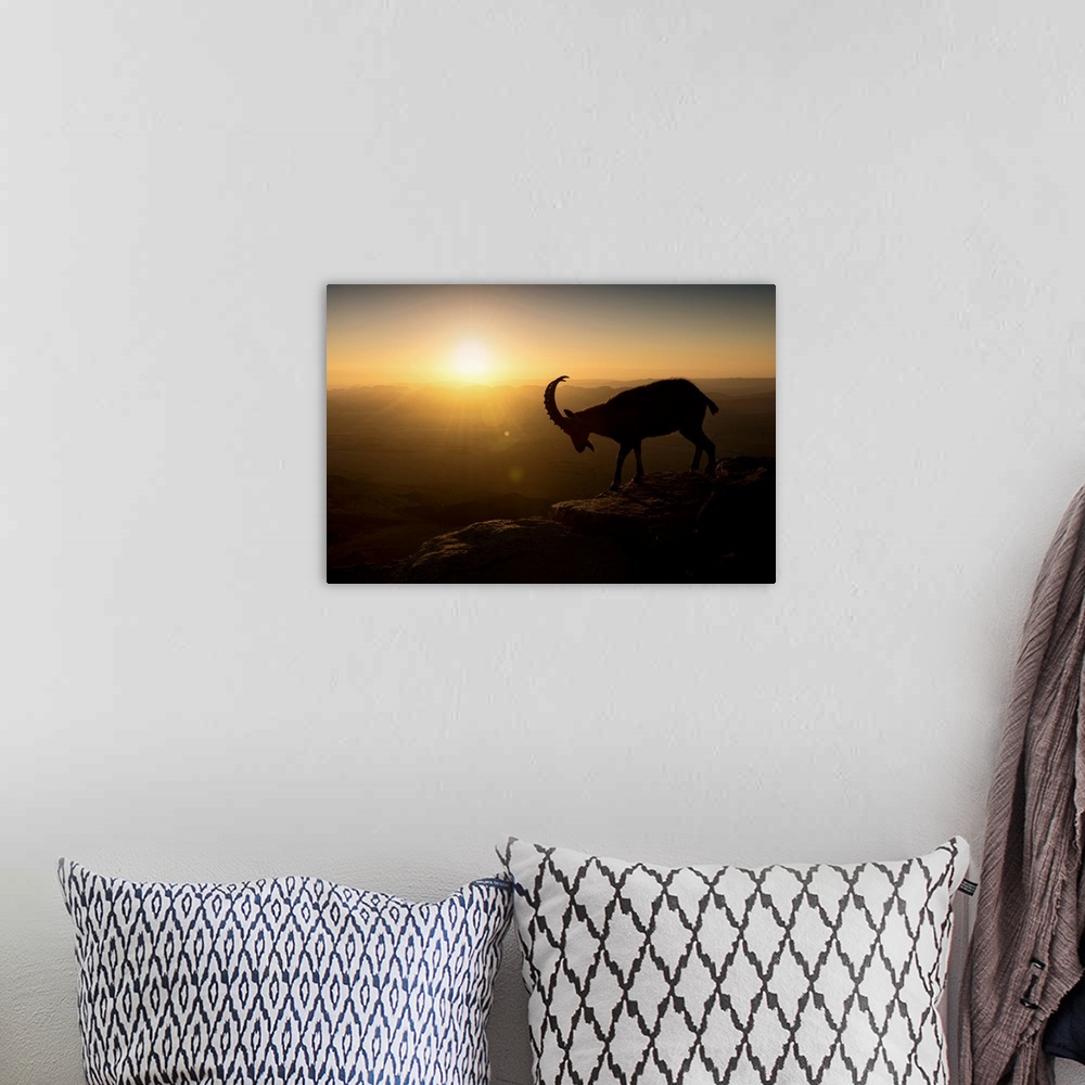A bohemian room featuring A silhouetted mountain goat in early morning light on a mountain ledge overlooking a valley.