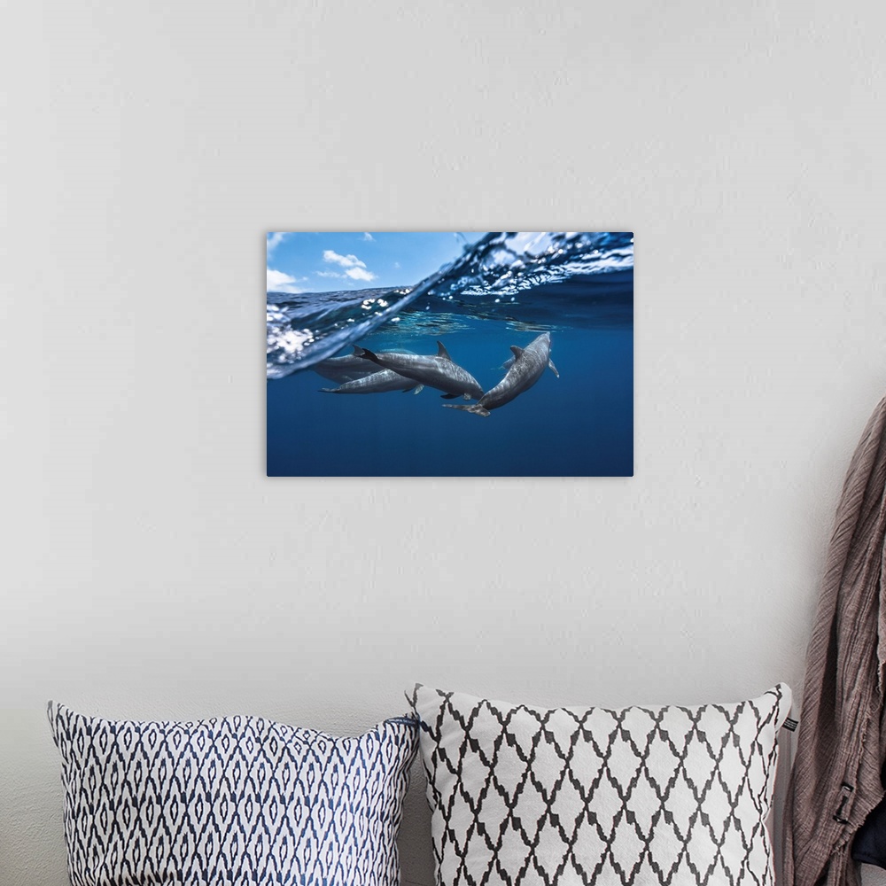 A bohemian room featuring Dolphins