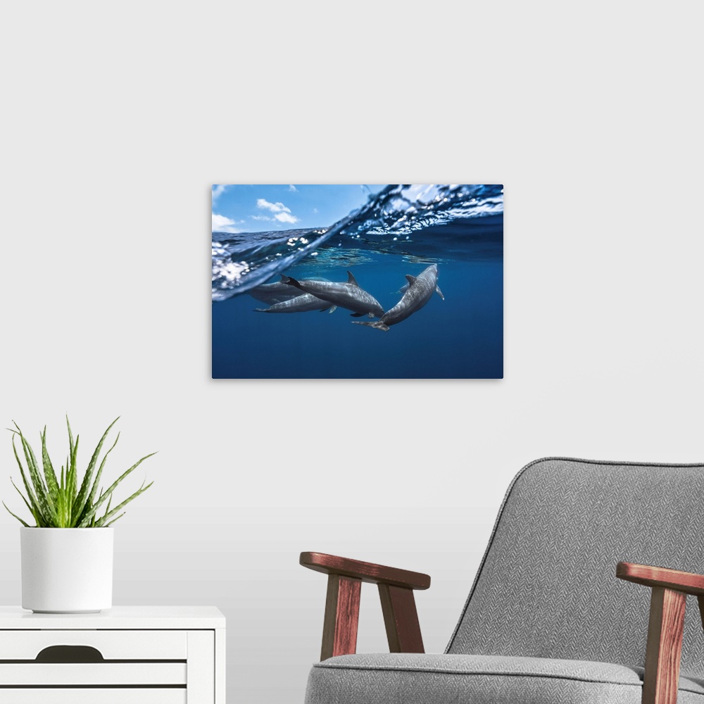 A modern room featuring Dolphins