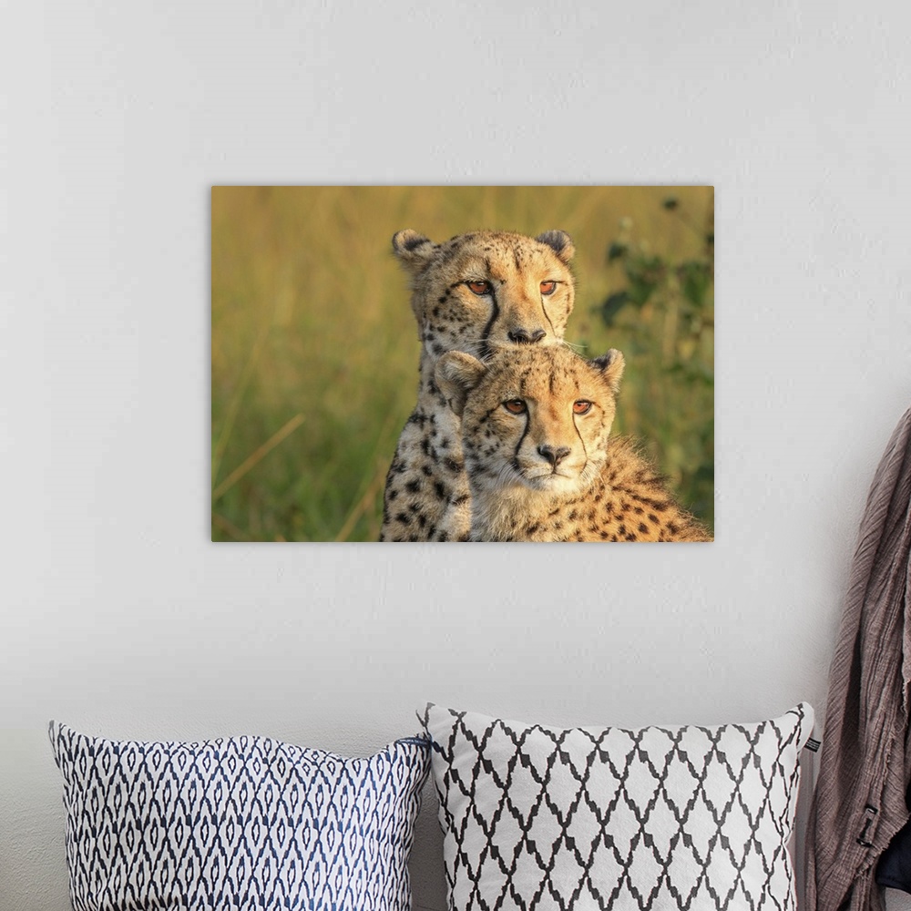 A bohemian room featuring Portrait photograph of two cheetahs  side by side.