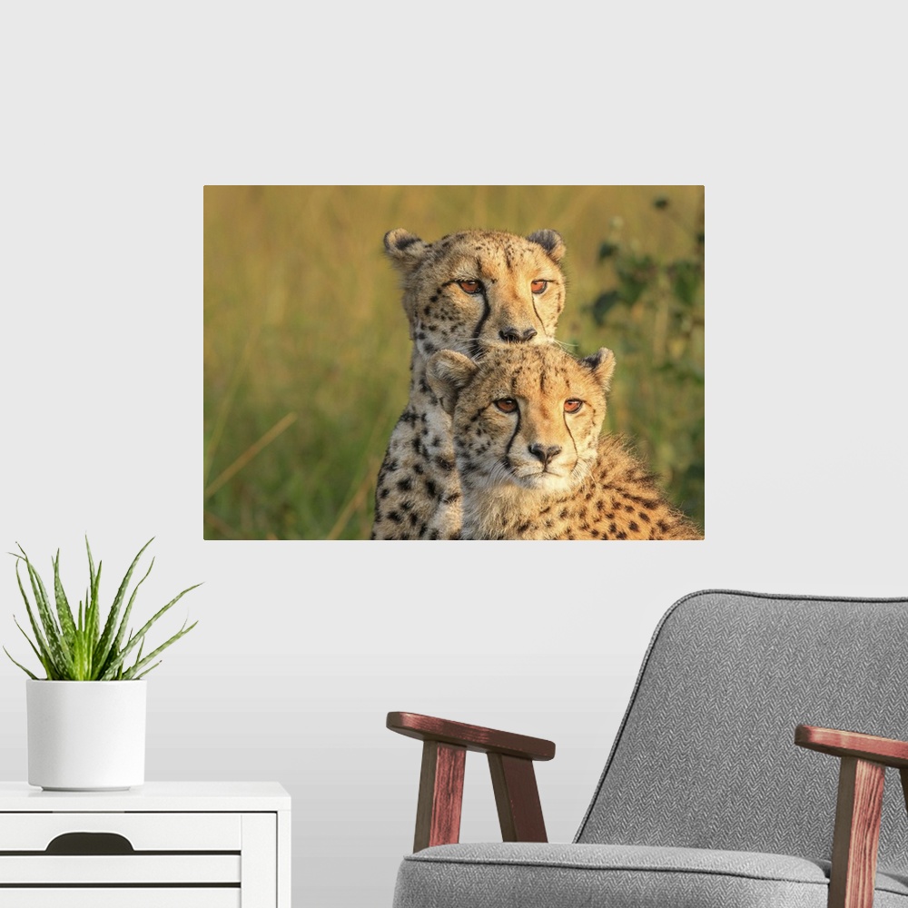 A modern room featuring Portrait photograph of two cheetahs  side by side.