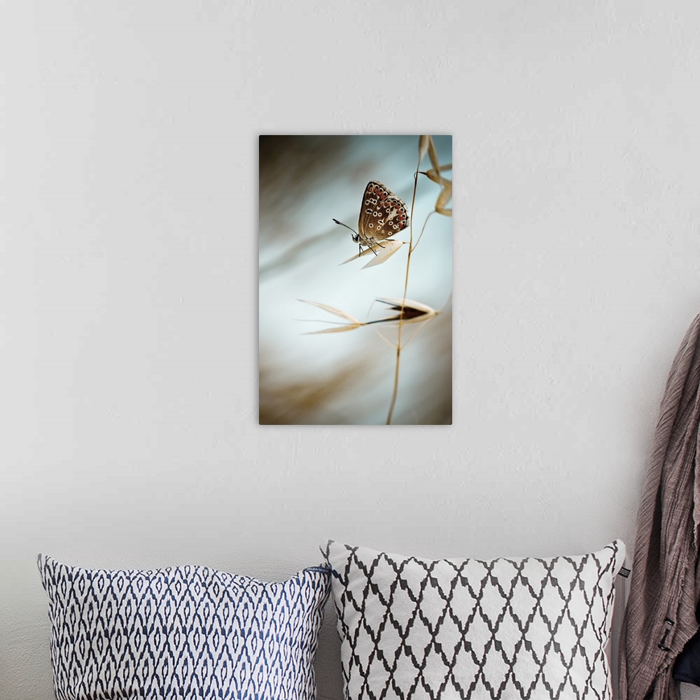 A bohemian room featuring A butterfly perched on the husk of a wheat stalk.