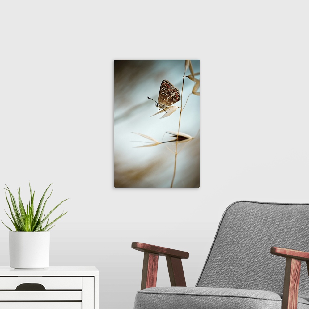 A modern room featuring A butterfly perched on the husk of a wheat stalk.
