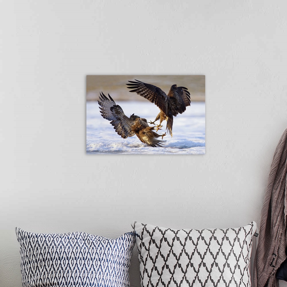 A bohemian room featuring An intense photograph of two aggressive birds of prey fighting each other while flying.